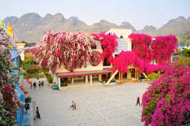 Ngôi trường mầm non đẹp như tranh vẽ với dàn hoa giấy khổng lồ