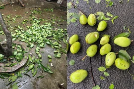 Xoài rụng trắng gốc sau bão, netizen thi nhau khoe chiến lợi phẩm