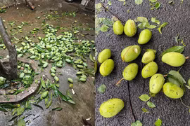 Xoài rụng trắng gốc sau bão, netizen thi nhau khoe chiến lợi phẩm