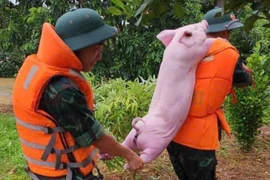 Loạt ảnh đáng yêu mùa bão, khi những chú lợn cũng được sơ tán