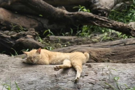 Thảo Cầm Viên bắt mèo hoang cho cá sấu ăn, netizen nói gì?