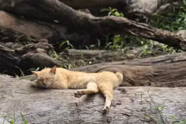 Thảo Cầm Viên bắt mèo hoang cho cá sấu ăn, netizen nói gì?