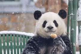 Chú gấu trúc có khả năng chữa lành vết thương lòng cho mọi người