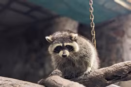 Idol gấu mèo “vượt biên trái phép” về Việt Nam gây bão mạng