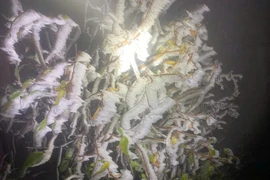 Fansipan đẹp siêu thực trong ngày băng giá hớp hồn du khách