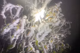 Fansipan đẹp siêu thực trong ngày băng giá hớp hồn du khách