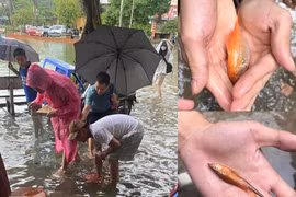“Vịnh Triều Khúc” ngày Hà Nội mưa gió, người dân thi nhau bắt cá