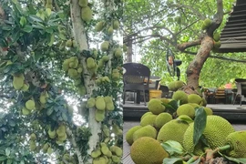 Cận cảnh cây mít “vỡ kế hoạch”, quả chi chít từ gốc đến ngọn