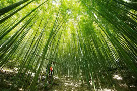 Đến Mù Cang Chải, check-in rừng trúc Nả Háng Tủa Chử