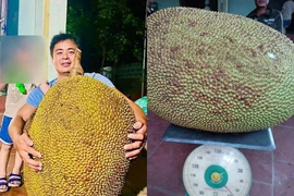 Quả mít hơn nửa tạ ở Thanh Hóa, nặng bằng 1 người lớn