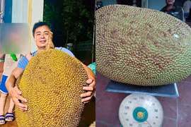 Quả mít hơn nửa tạ ở Thanh Hóa, nặng bằng 1 người lớn