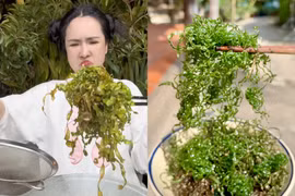 Mạng xã hội rần rần trước trend lá chuối chiên giòn rụm