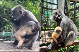 Drama tình ái chấn động Thảo Cầm Viên Sài Gòn và cái kết