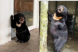 Chú gấu có cái tên độc lạ Noel ở Thảo Cầm Viên Sài Gòn