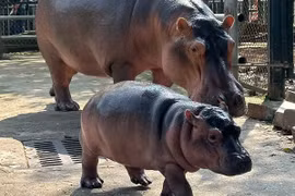 Bé hà mã Vườn thú Hà Nội “gây sốt mạng” vì quá đáng yêu