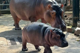 Bé hà mã Vườn thú Hà Nội “gây sốt mạng” vì quá đáng yêu