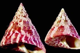 Món ngon từ ốc vú nàng 