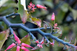 Trị mụn nhọt, mẩn ngứa với loài cây có rất nhiều ở VN