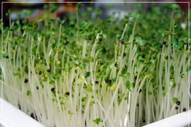 Thực phẩm nguy hiểm cho bà bầu (2)