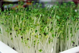 Thực phẩm nguy hiểm cho bà bầu (2)