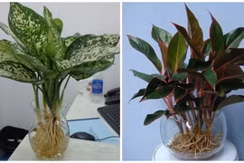 Loại cây may mắn mang tài lộc đến trong năm mới 