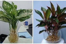 Loại cây may mắn mang tài lộc đến trong năm mới 