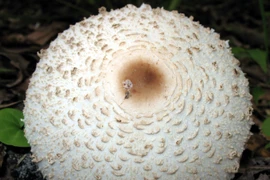 Nhận biết 4 loại nấm độc thường gặp