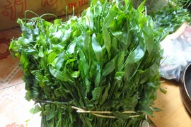 Tác dụng chữa bệnh không ngờ của rau ngót rừng