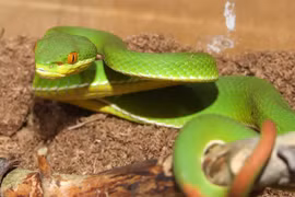 Sản xuất được huyết thanh kháng độc rắn lục đuôi đỏ