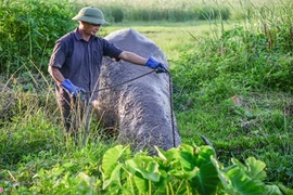 Nghề nuôi trâu chọi tốn cả trăm triệu mỗi năm ở Đồ Sơn 