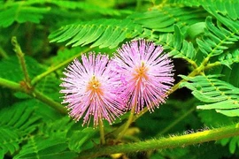 Cây dược liệu chữa đau khớp có sẵn trong vườn nhà