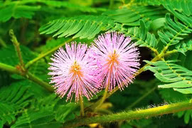 Cây dược liệu chữa đau khớp có sẵn trong vườn nhà