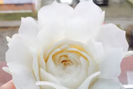 Mẫu hoa trang trí món ăn từ của quả đẹp ngỡ ngàng