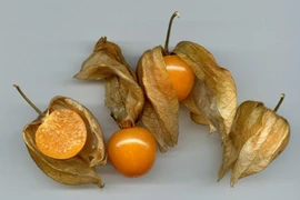 Công dụng của quả dại tầm bóp bán tại Nhật với giá 700.000đ/kg