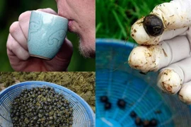 Cận cảnh chế biến cà phê phân voi nổi tiếng