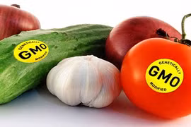 Thực phẩm biến đổi gen vào Việt Nam từ bao giờ?