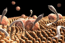 Hiểu lầm của hầu hết các bà mẹ về tẩy giun cho trẻ