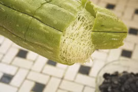 Công dụng trị bệnh bất ngờ của xơ mướp bỏ đi