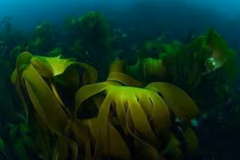 Thuốc chữa bách bệnh từ thảo dược biển côn bố 