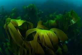 Thuốc chữa bách bệnh từ thảo dược biển côn bố 