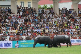19/31 trâu chọi Đồ Sơn âm tính với chất kích thích