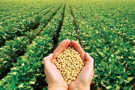 Thực hư về tác hại của thực phẩm biến đổi gen 