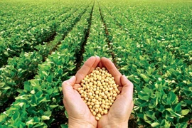 Thực hư về tác hại của thực phẩm biến đổi gen 