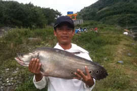 Quảng Nam: Bắt được cá thác lác "khủng" nặng hơn 7kg