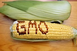 Trong mắt chuyên gia Việt thực phẩm biến đổi gen có an toàn?