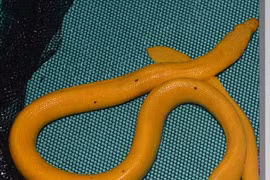 Phát hiện loài rắn lạ, toàn thân vàng lấp lánh