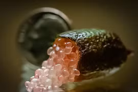 Công dụng quý của quả chanh ngón tay đang hot hiện nay