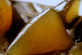 Những món bánh gói lá ngon nhất Việt Nam