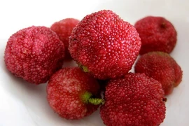 Nhiều loại quả đặc sản vùng cao chữa bệnh tốt