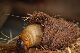 Sự thật bất ngờ về con đuông dừa... nghe cực choáng 